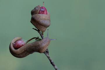 Two field slugs are feeding on bird's eye bush flowers. This shellless snail has the scientific...