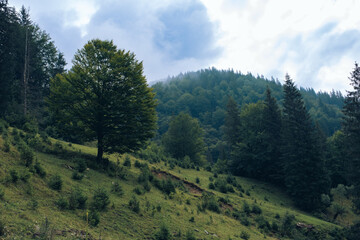 The Ukrainian Carpathians are part of the Eastern Carpathian mountain