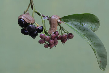 Two field slugs were eating a number of shoebutton fruit ripening on the tree. This shellless snail...