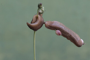 Two field slugs are eating the fruit of the job's tears plant. This shellless snail has the...