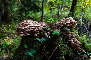 Honey mushrooms on a stump in the forest