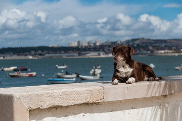 Brown dog sunbathing on a wall with the port of Lisbon in the background