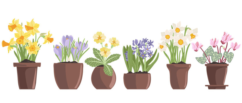 bulbous flowering plants in pots, spring flowers, vector drawing floral elements, hand drawn botanical illustration