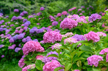 上磯ダムのアジサイ