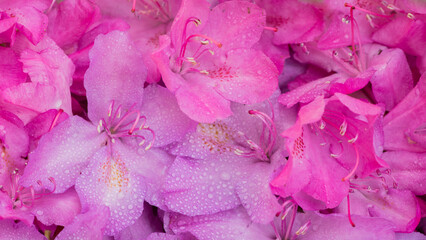 close up of pink rhododendron flowers and petals background
