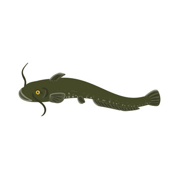 recommend clip art: Vector drawing fish, wels catfish isolated at white background, hand drawn vector illustration