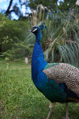 Obraz premium A blue male peacock on a background of nature green plants
