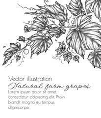 Vector illustration of a branch of grape leaves in engraving style