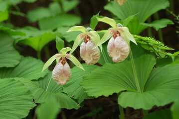 寄り添うように咲くクマガイソウ