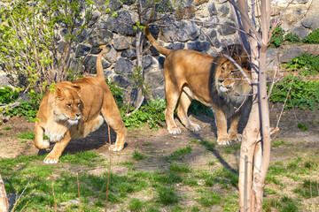 predatory animals lion and lioness in the zoo enclosure