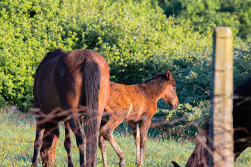 Foals and a horse. Horses and their foals are grazing in the green meadow. Farm animal idea...