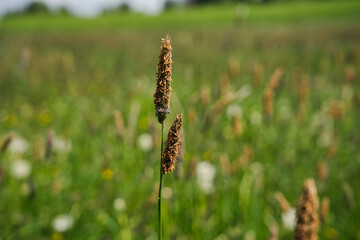 close-up of a flowering grass plant on a green meadow in spring, beautiful wildflower meadow
