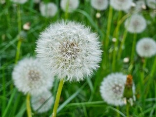 Dandelion flower in the meadow on a background of green grass. Dandelion seed head, close-up.