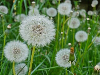 Dandelion flower in the meadow on a background of green grass. Dandelion seed head, close-up.