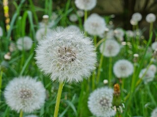 Dandelion flower in the meadow on a background of green grass. Dandelion seed head, close-up.