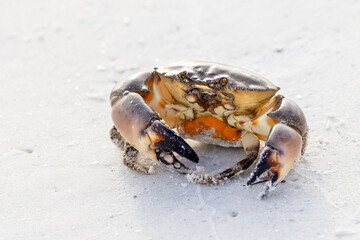 A stone crab (Menippe mercenaria) that was briefly brought ashore accidentally on a fisherman's line and then placed back into the water on Lido Key, Florida. Crab has orange eggs on her underside.