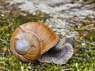 Snail with his shell on a garden. Garden, grape snail eats grass Cepaea hortensis, Helix pomatia, burgundy snail, edible snail Habitat. Close-up image