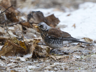 Fieldfare (Turdus pilaris) looking for food in the garden in snowfall in spring.	
