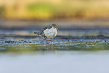 Ruff (Calidris pugnax) male feeding in the wetlands in summer.	
