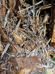 dry brown dry natural background of roots and dry grass. dense network of ivy roots. NATURAL BROWN TEXTURE DESIGN. Photo of a dry haystack forming an abstract pattern