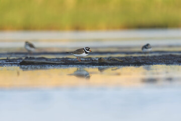 Common ringed plover or ringed plover (Charadrius hiaticula) in the wetlands in summer.	
