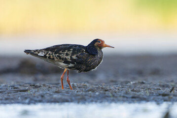 Ruff (Calidris pugnax) male standing in the wetlands in summer.	
