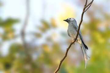 Obraz premium Ashy Drongo bird perched on a branch with beautiful nature background.