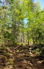Forest trail deep into the forest. Sunny Fall hiking trail with moss. path to the top in the mountains
