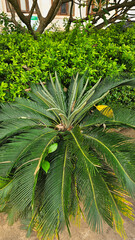 A cycad plant flourishes with radiating green fronds against the backdrop