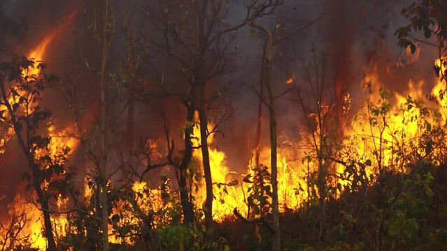 Wildfires in tropical forest release carbon dioxide (CO2) emissions and other greenhouse gases (GHG) that contribute to climate change.