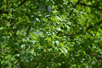 green leaves background