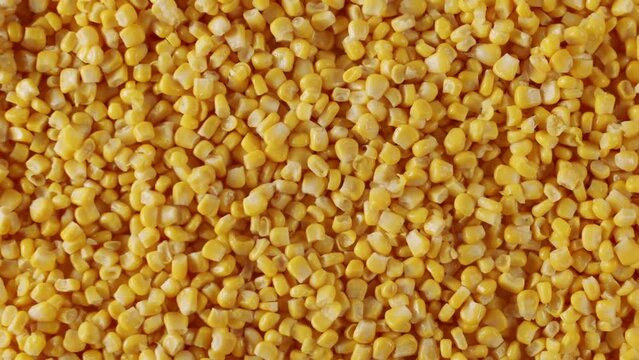 A man hand putting corn kernels on the surface. Top view of a surface filled with many ripe corn kernels. zoom and slow motion. Fresh corn kernels on yellow textured surface.