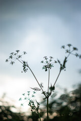 Woodland chervil plants, sky Blue background.  Anthriscus sylvestris, cow parsley, wild chervil, wild beaked parsley, Queen Anne's lace or keck