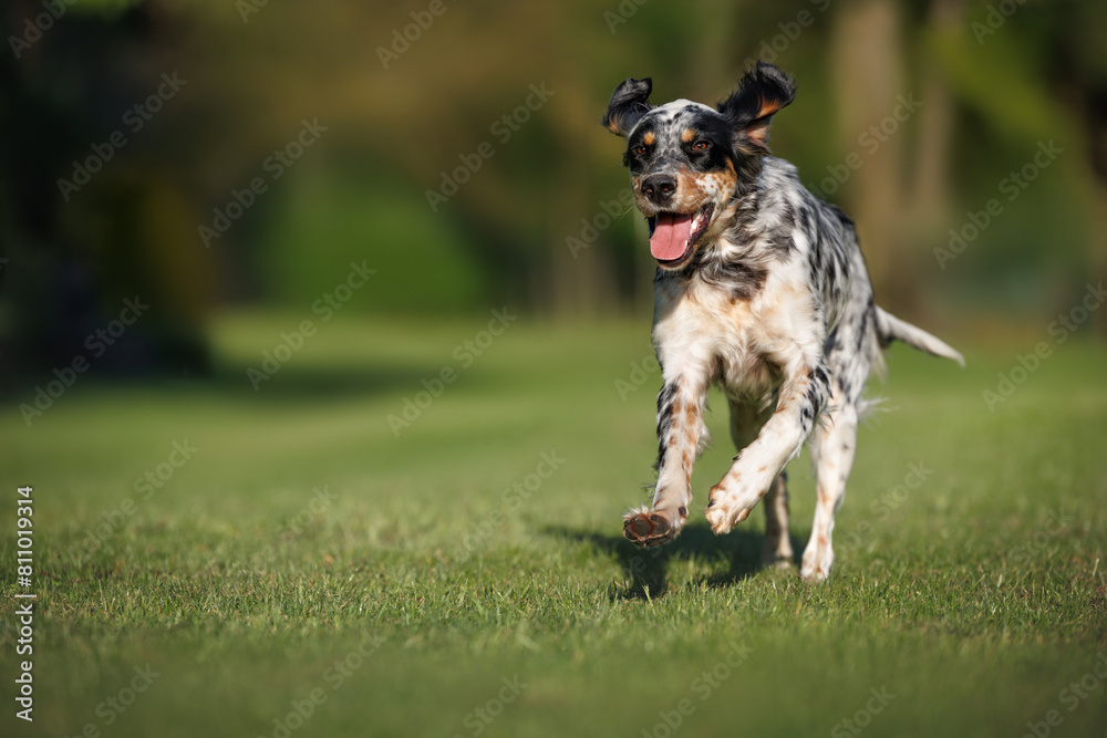 Wall mural happy english setter dog running on grass in summer