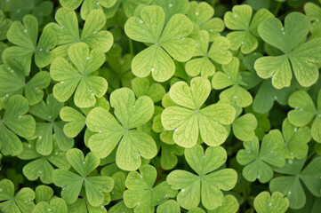 Background with green clover leaves, Oxalis articulata, pink-sorrel plant as ground cover in the garden, top view
