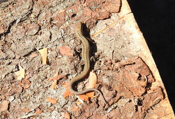 jaszczurka © Krzysztof