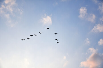 夕暮れの空を飛ぶシラサギの群れ
