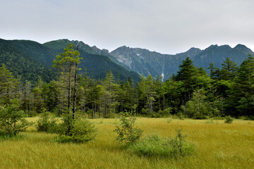 Fototapeta premium 田代湿原の先にそびえる穂高の山々