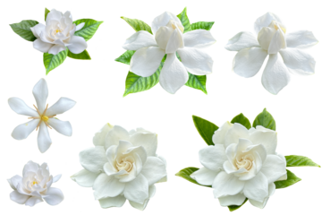 美しい数種類のクチナシの花の切抜き（背景透過）