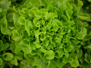 Bio lettuce green oakleaf close-up harvest farmer farming greenhouse folio and agricultural farm...