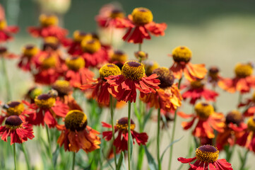 Helenium autumnale common sneezeweed in bloom, bunch of red orange yellow flowering flowers, tall...