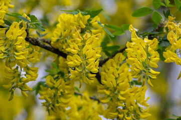 Laburnum anagyroides ornamental yellow shrub branches in bloom against blue sky, flowering small tree