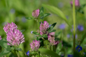 Trifolium pratense bright color red clover wild flowering plant, purple pink meadow flowers in bloom