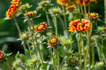 Gaillardia aristata red yellow flower in bloom, common blanketflower flowering plant, group of petal flowers