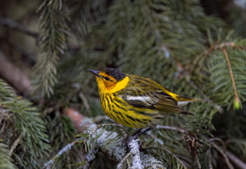 Cape May warbler perched on branch in spring in Ottawa, Canada