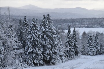 Fototapeta premium The snow-covered forest after the storm, Sainte-Apolline, Québec, Canada