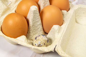 A carton of chicken eggs with a small quail egg inside
