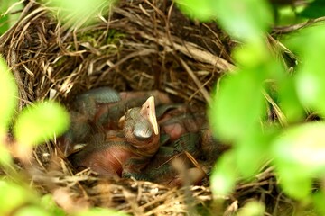 Amselküken (3 Tage alt) am Nest warten auf Futter, das die Amsel Vogelmutter den Küken bringt