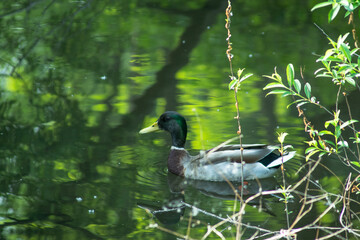 청둥오리, Mallard