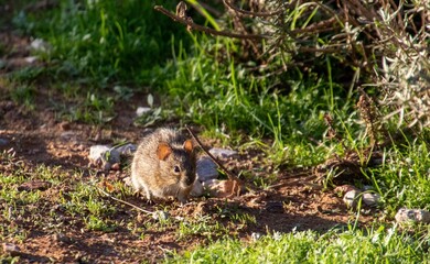 A small mouse warms up in the sun in the Western Cape province of South Africa